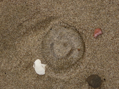 Aequorea victoria