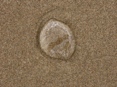 Aequorea victoria