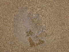 Aequorea victoria