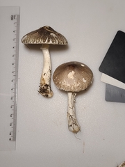 Lepiota glatfelteri