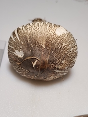 Lepiota glatfelteri