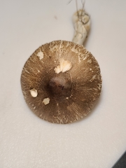 Lepiota glatfelteri