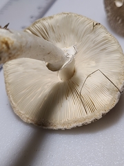 Lepiota glatfelteri