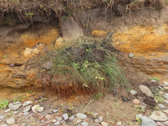 Juncus breweri