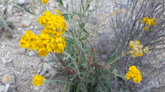 Psilostrophe gnaphalodes