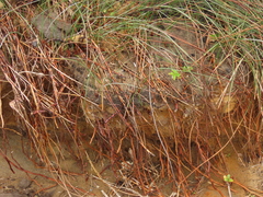 Juncus breweri