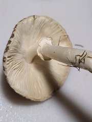 Lepiota glatfelteri