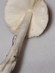 Lepiota glatfelteri