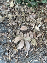 Magnoliopsida