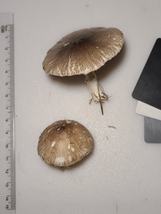 Lepiota glatfelteri