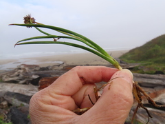 Juncus falcatus