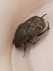 Euphoria sepulcralis