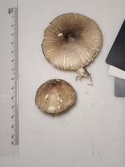 Lepiota glatfelteri
