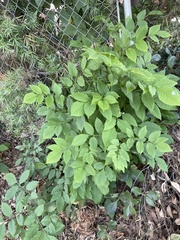 Fraxinus uhdei
