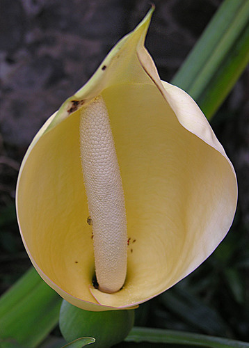 Montrichardia arborescens