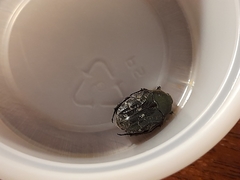 Euphoria sepulcralis