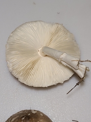 Lepiota glatfelteri