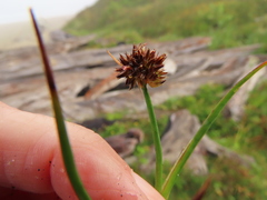 Juncus falcatus