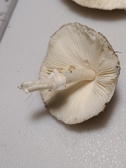 Lepiota glatfelteri