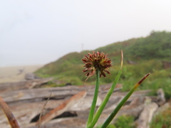 Juncus falcatus