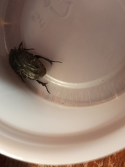 Euphoria sepulcralis