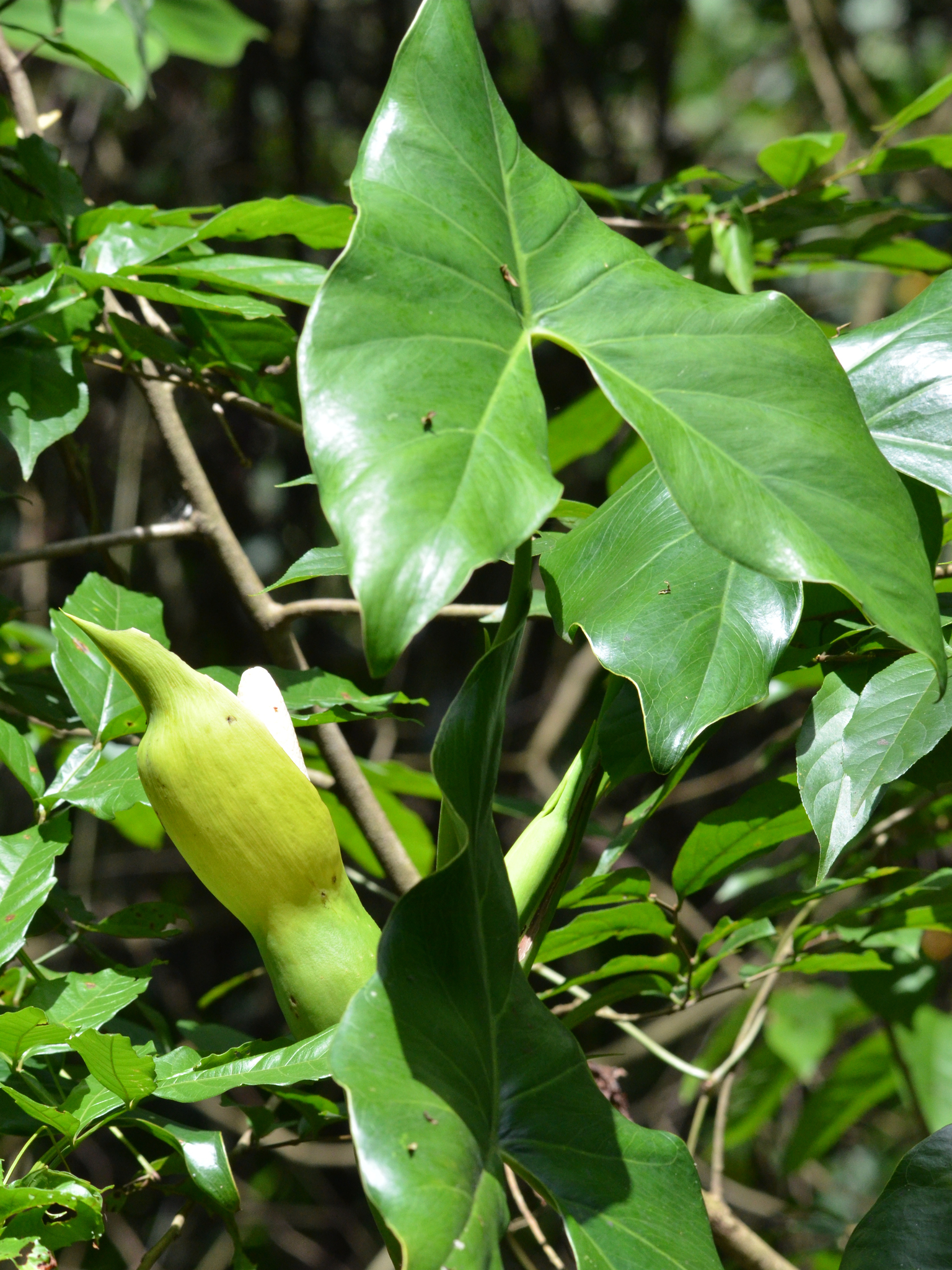 Montrichardia arborescens