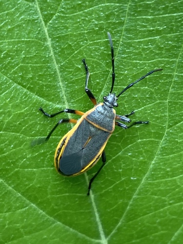 Eastern Bordered Plant Bug photo 3