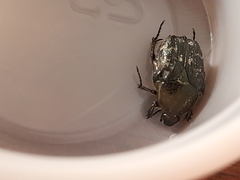 Euphoria sepulcralis