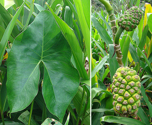 Montrichardia arborescens