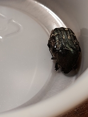 Euphoria sepulcralis