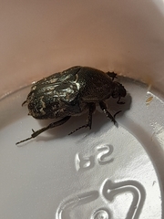 Euphoria sepulcralis