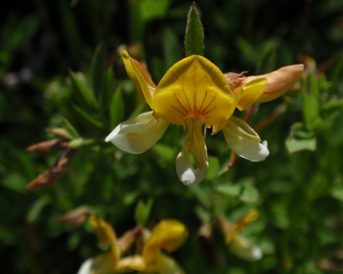 Hosackia oblongifolia · iNaturalist Mexico