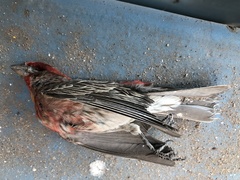 Haemorhous mexicanus