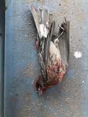 Haemorhous mexicanus