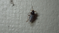 Pissonotus piceus