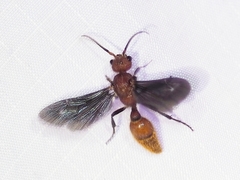 Sphaeropthalma