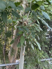 Fraxinus uhdei