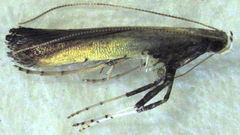 Caloptilia azaleella