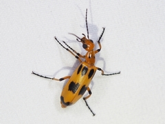 Pyrota fasciata