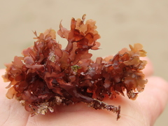 Cryptopleureae