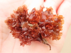 Cryptopleureae