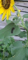 Chlosyne lacinia
