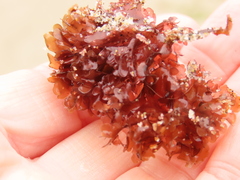 Cryptopleureae