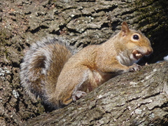 Sciurus carolinensis