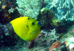 Apolemichthys trimaculatus