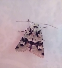 Emarginea percara