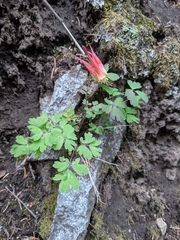 Aquilegia elegantula