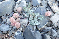 Astragalus platytropis