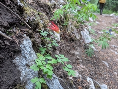 Aquilegia elegantula