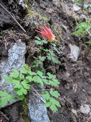 Aquilegia elegantula